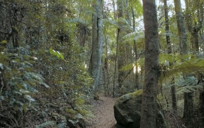 Walk along Burleigh Head National Park