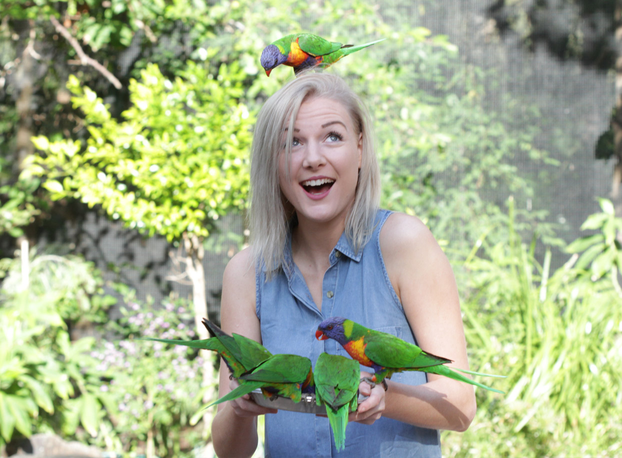 Lorikeet Feeding at Currumbin Wildlife Sanctuary